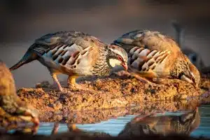 Perdices rojas bebiendo.