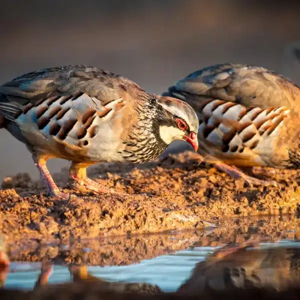 Perdices rojas bebiendo.
