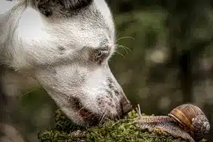 El parásito se transmite al perro a través de caracoles y babosas como la de la imagen.
