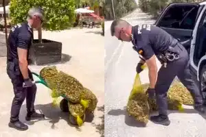 Policía caracoles