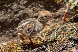 Pollito de perdiz roja.