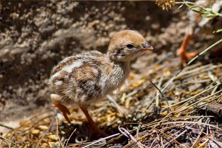 Pollito de perdiz roja.