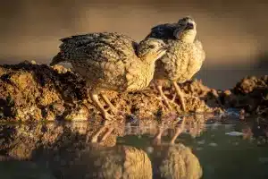 Pollos de perdiz roja bebiendo.