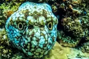 pulpo camuflaje criatura gigante