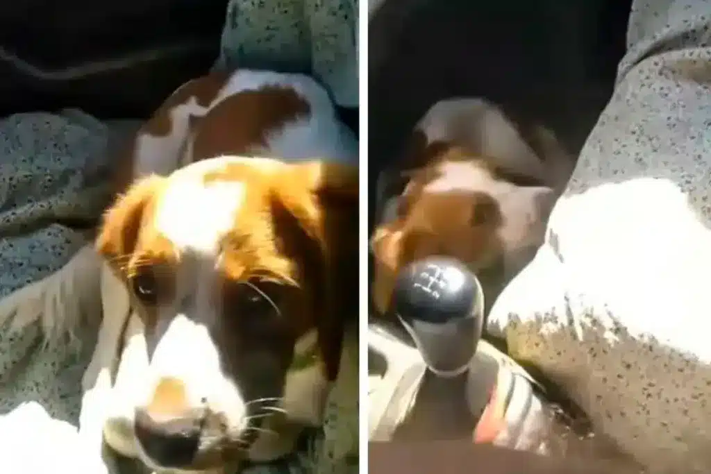 reacción perro caza Guardia Civil