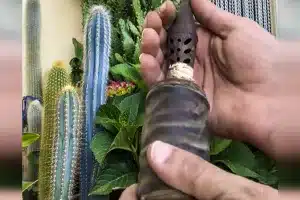 reclamo perdiz abuelo