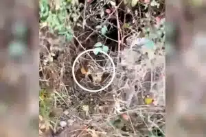 tesoro naturaleza zarzal