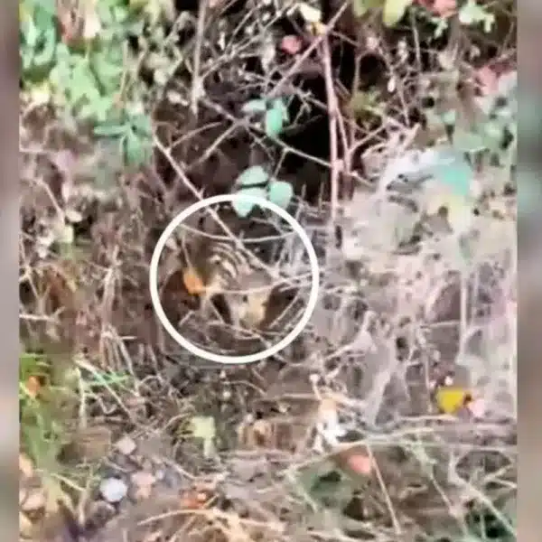 tesoro naturaleza zarzal