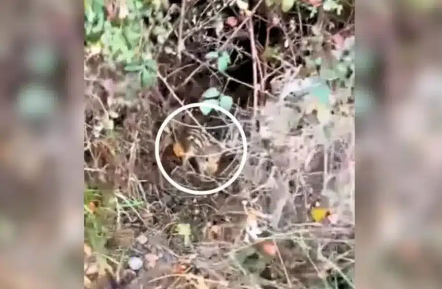 tesoro naturaleza zarzal