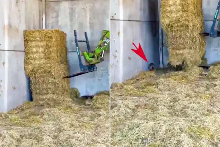 Momento en el que el agricultor levanta el último paquete de paja.