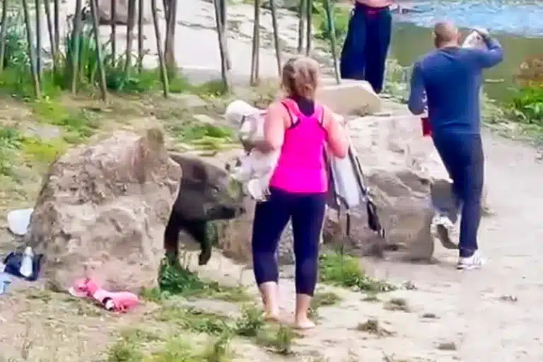 El jabalí atacando a la mujer.