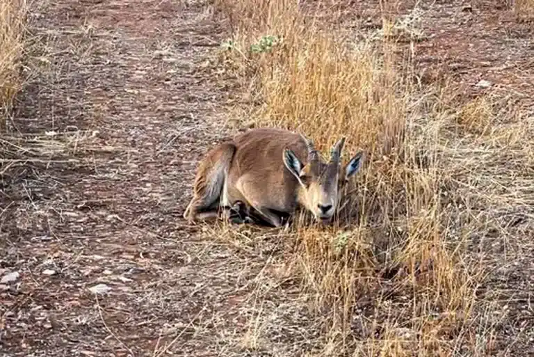 Una de las cabras enfermas localizadas en la zona.