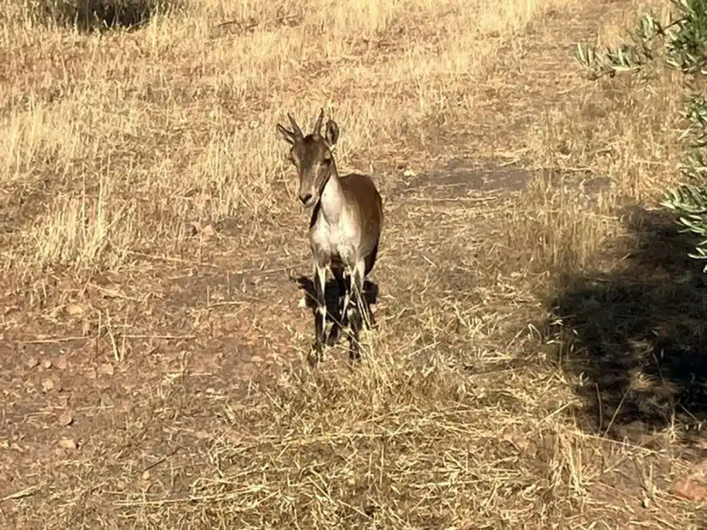 Otra cabra afectada.