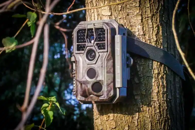 Cámara trampa en un árbol.