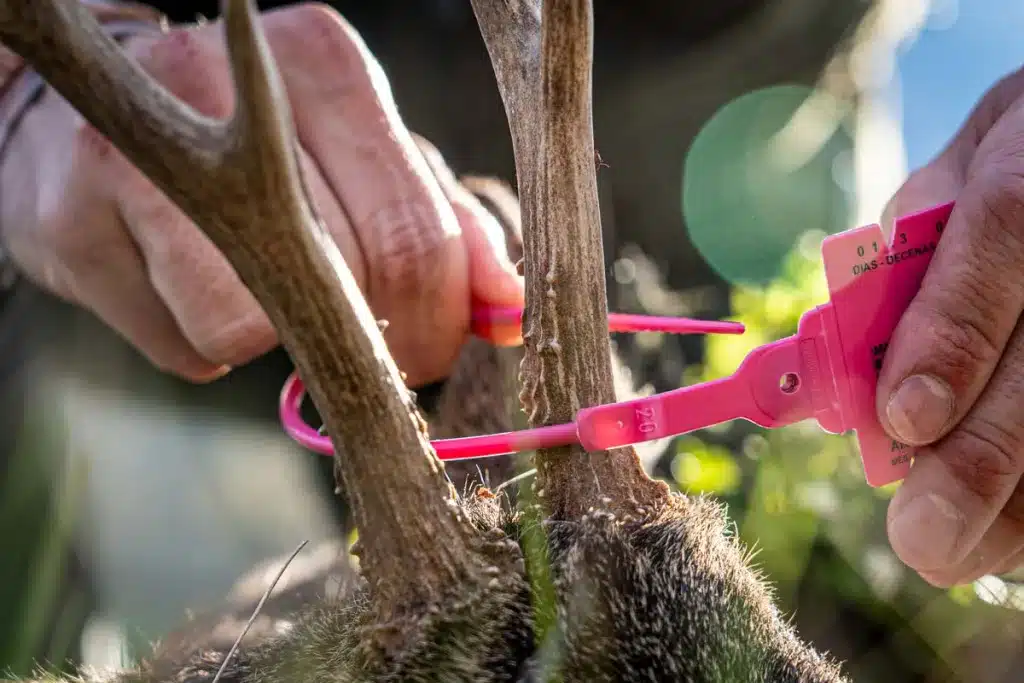 Varias garrapatas en la cabeza de un corzo durante su precintado.