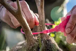 Varias garrapatas en la cabeza de un corzo durante su precintado.