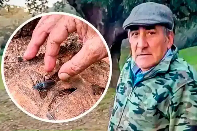 El leñador y el Cerambyx cerdo.