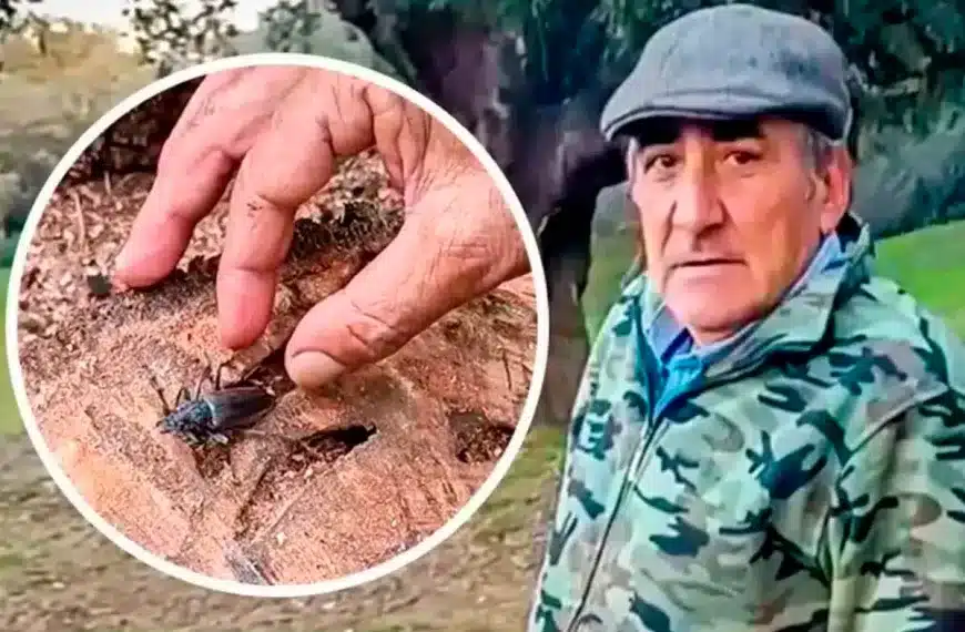 El leñador y el Cerambyx cerdo.