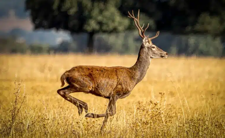 Ciervo ibérico.
