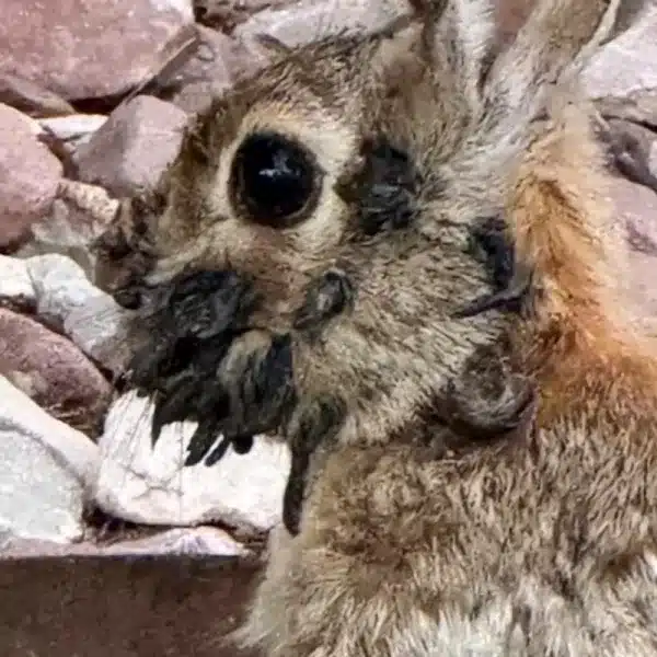 Un conejo infectado.