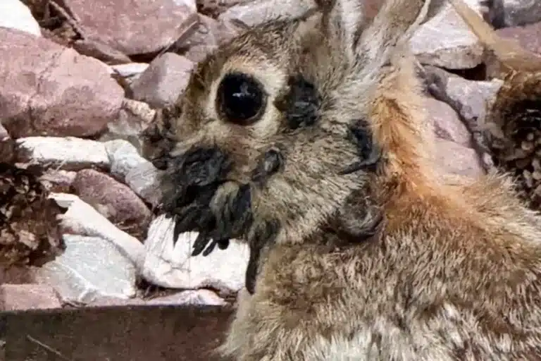 Un conejo infectado.