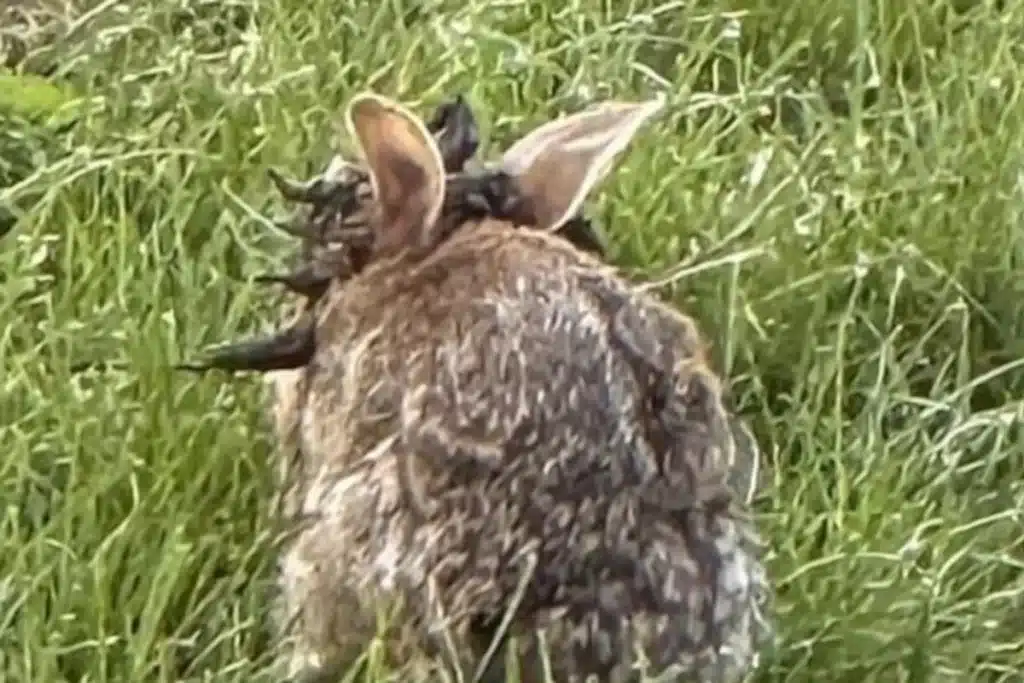 Otro conejo infectado.