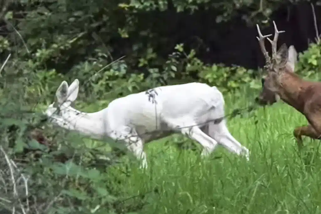 Corza blanca joya naturaleza