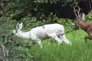 Corza blanca joya naturaleza