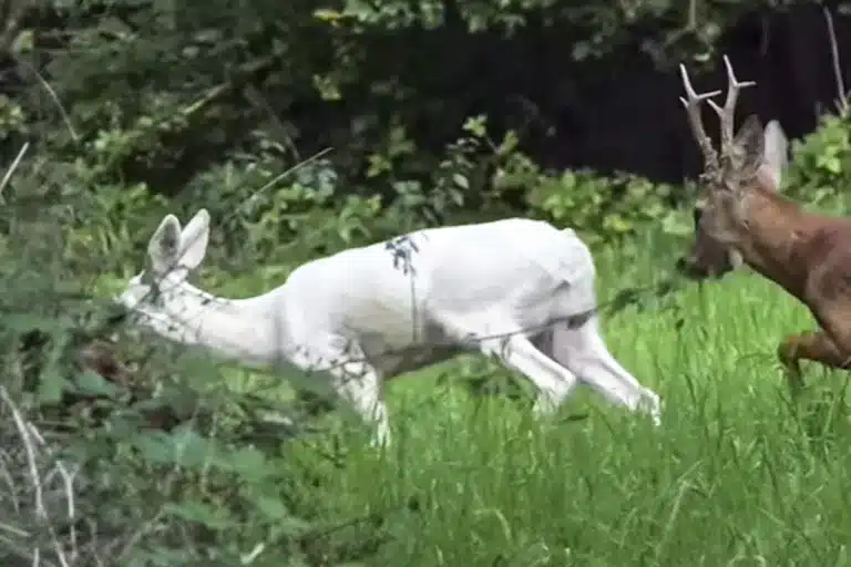 Corza blanca joya naturaleza