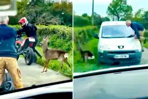 El corzo con los conductores.