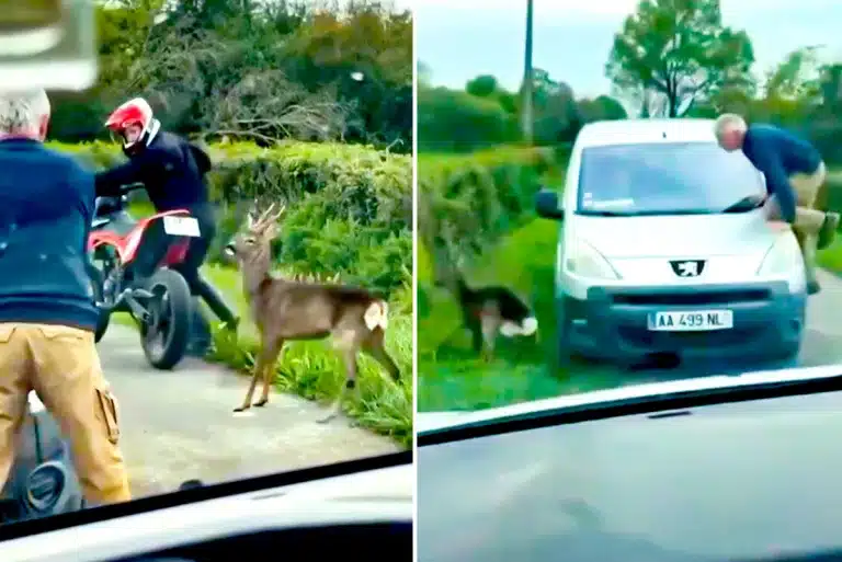 El corzo con los conductores.