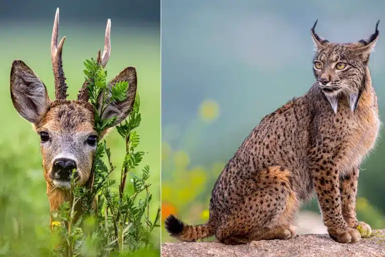 Un corzo y un lince ibérico.