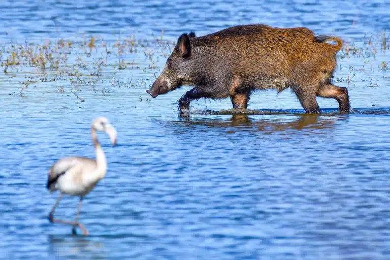 Un jabalí camina por una marisma.