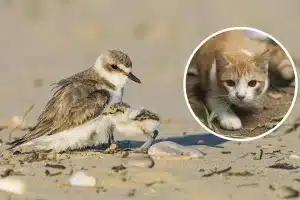 Chorlitejo patinegro con su poyuelo.