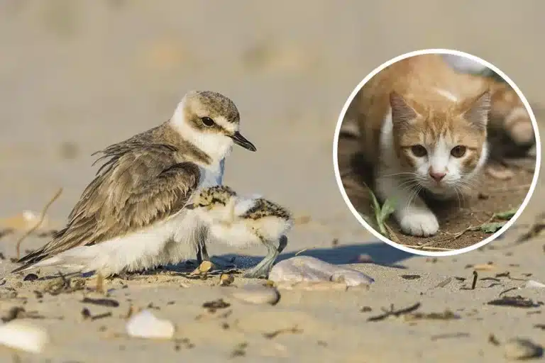 Chorlitejo patinegro con su poyuelo.