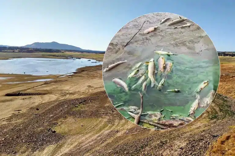 Estado del embalse después de vaciarlo junto a los peces muertos.