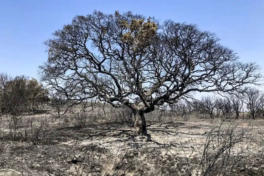 Encina quemada incendio
