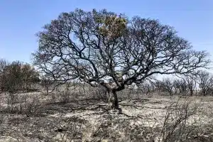 Encina quemada incendio