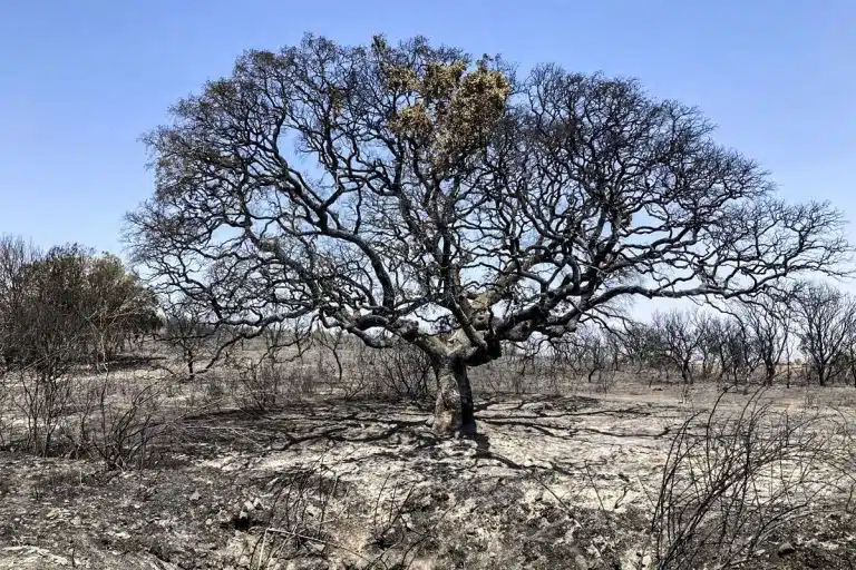 Encina quemada incendio