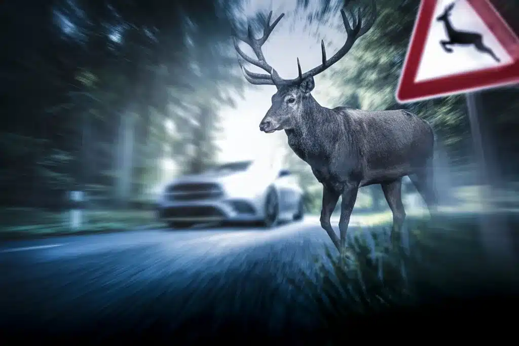 furtivos ciervo noche Albarracín