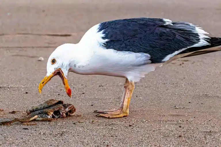 Gaviota patiamarilla.