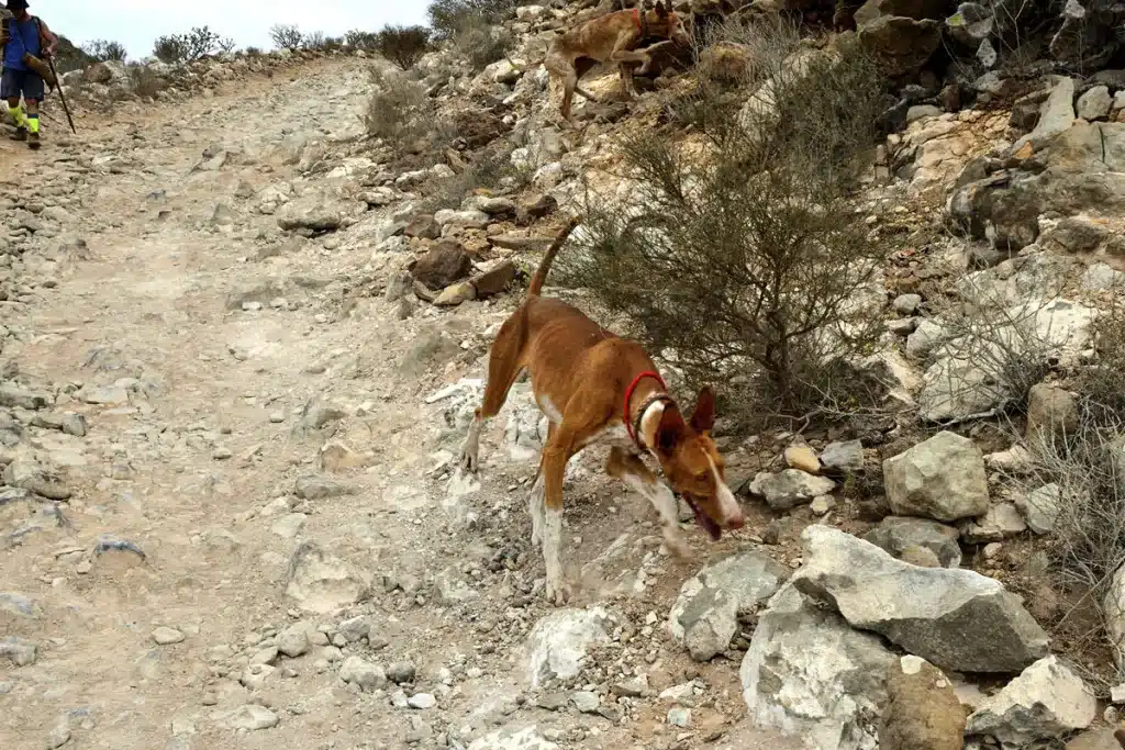 Gran Canaria caza incendios