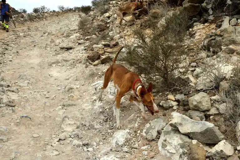 Gran Canaria caza incendios