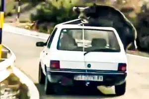 El coche circulando con el jabalí.