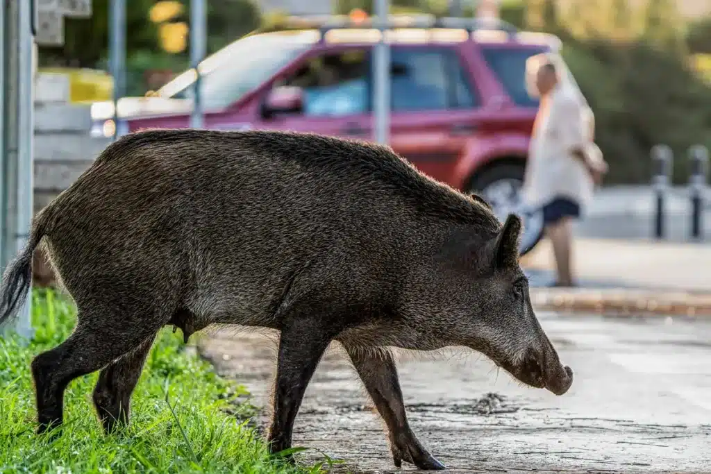 Un jabalí en la ciudad.