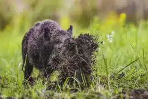jabalí destruye cocaína bosque