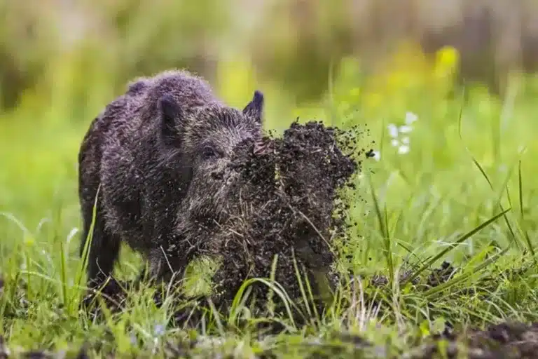jabalí destruye cocaína bosque