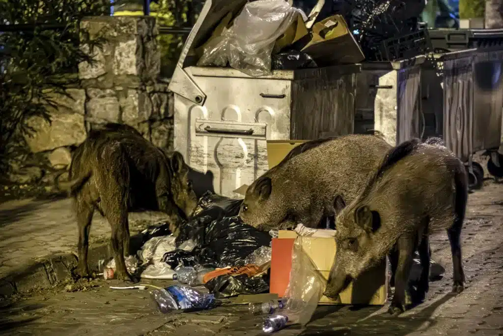 jabalíes Comunidad Valenciana