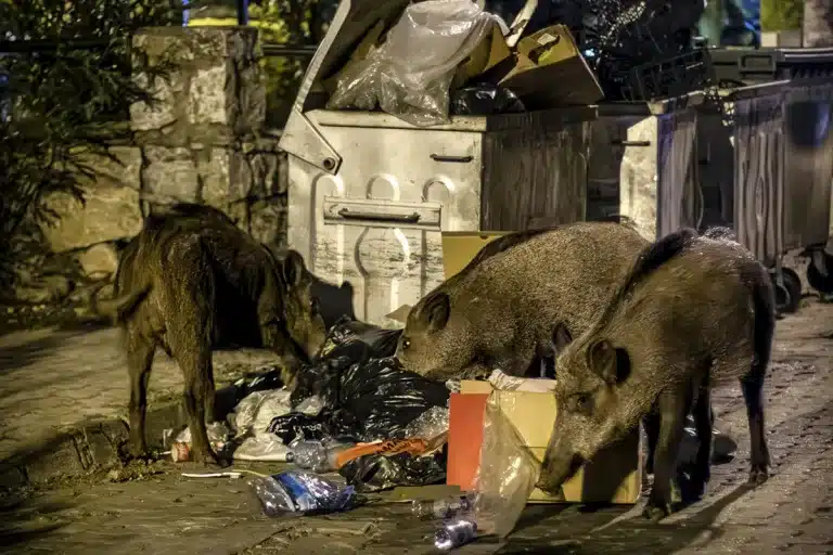 jabalíes Comunidad Valenciana
