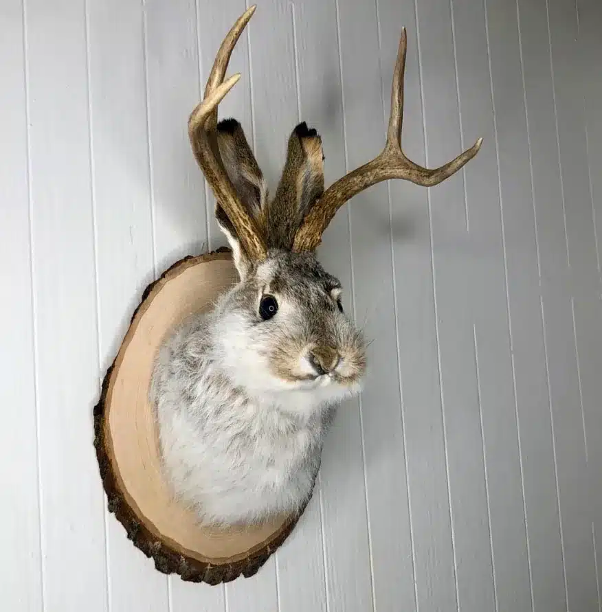 Jackalope